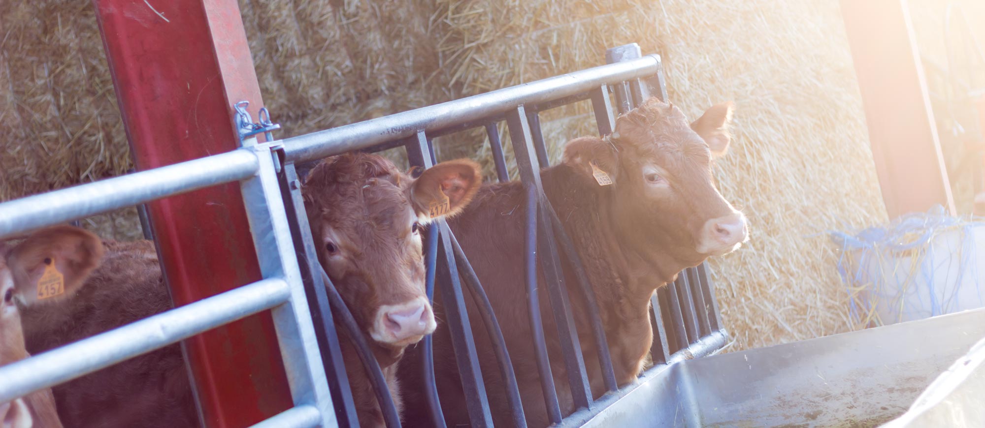 Élevage vache Limousine