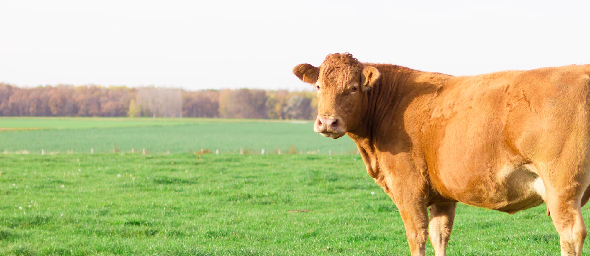 Élevage vache Limousine