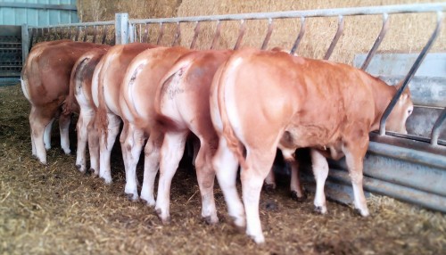 Élevage Limousin de Planfort