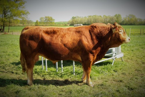 Élevage Limousin de Planfort