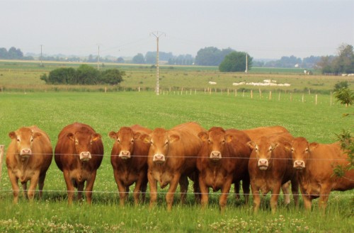 Élevage Limousin de Planfort
